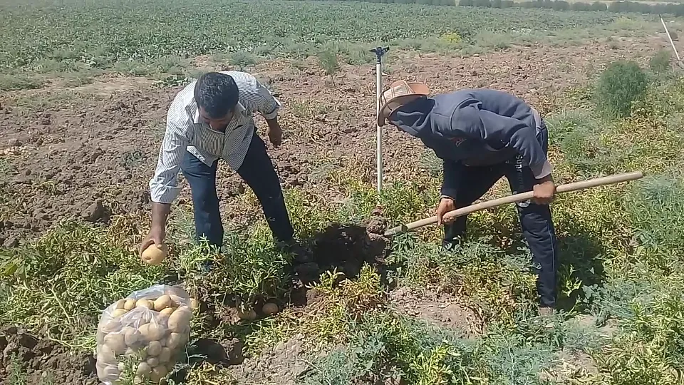 Projeya çandiniya betata ya Til Hemîs biser ket
