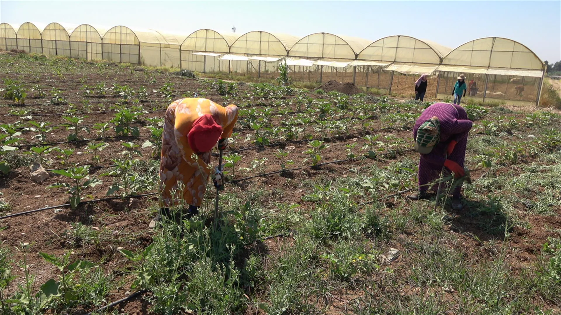 Bazarên navçeyê bi berhemên baxçeyên sergirtî geş dibin