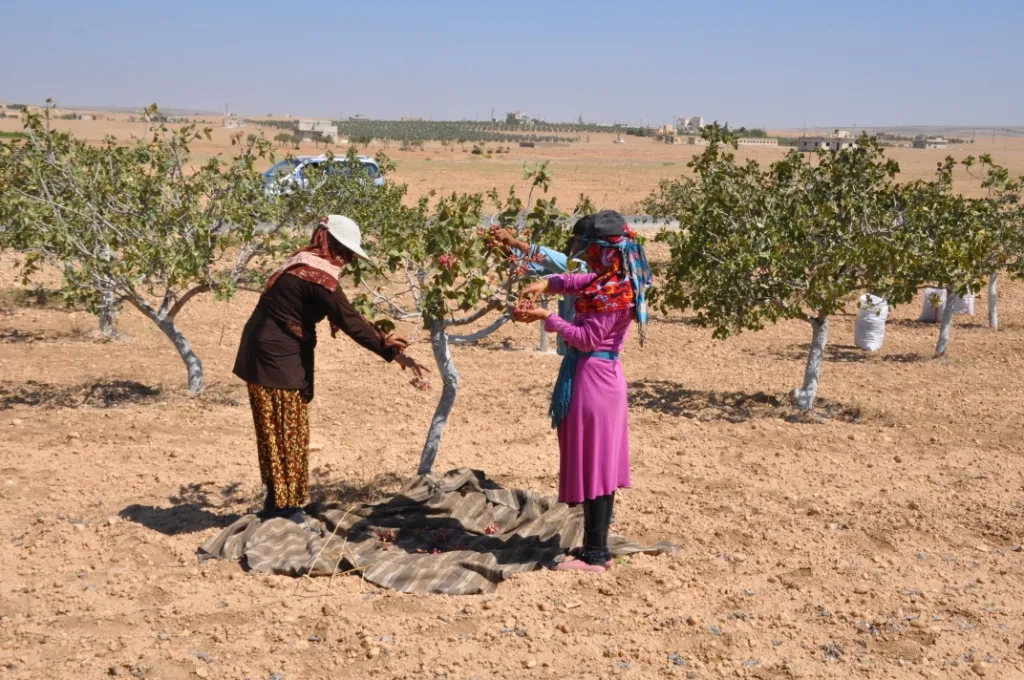 Şêniyên Kobanê dest bi berhevkirina fistiqan kir