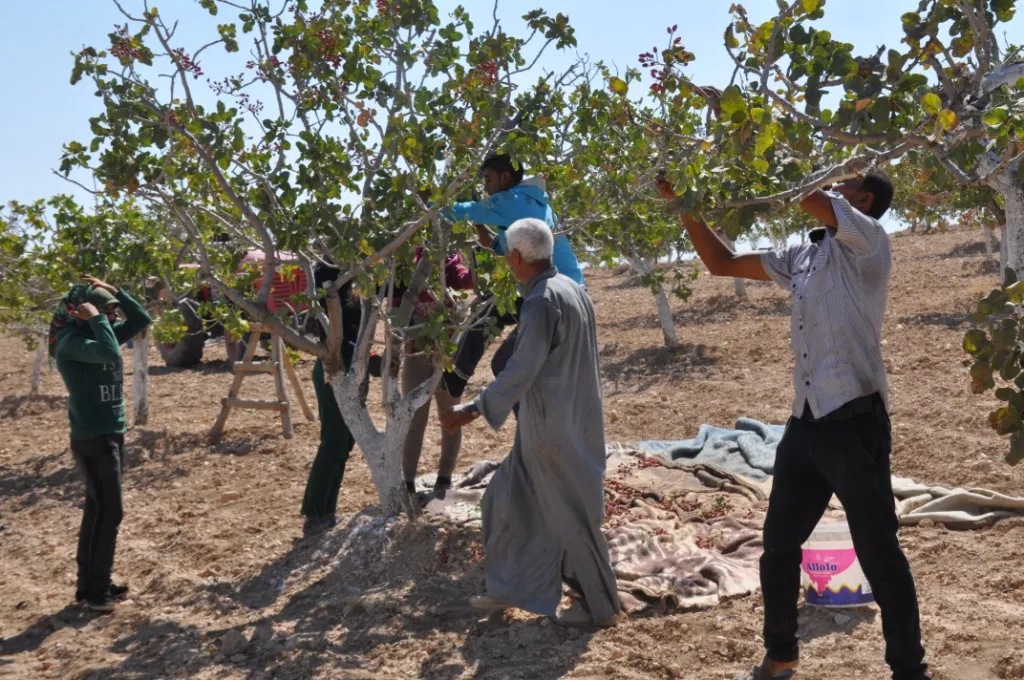 Şêniyên Kobanê dest bi berhevkirina fistiqan kir