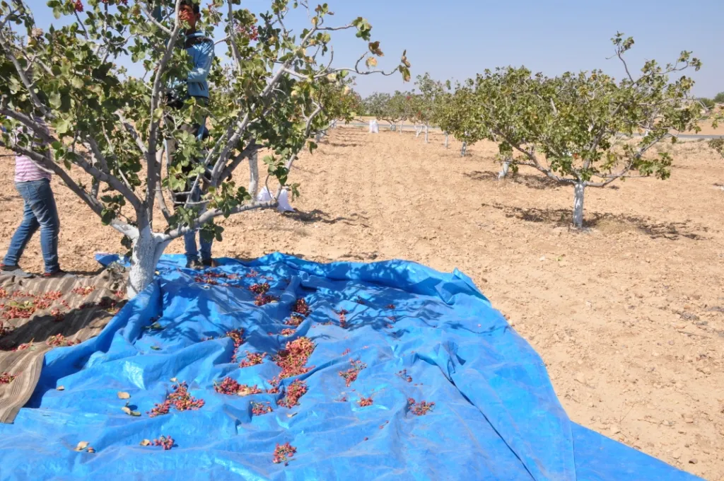 Şêniyên Kobanê dest bi berhevkirina fistiqan kir