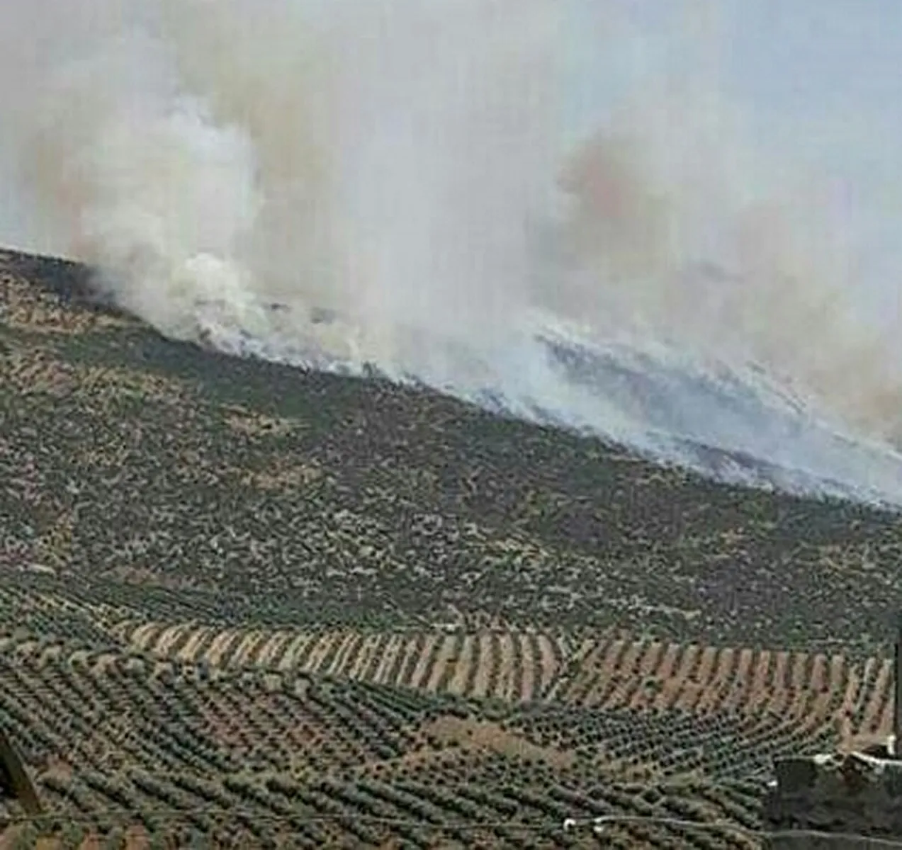 Çeteyên Artêşa Tirk li Efrînê hezar darên din şewitandin