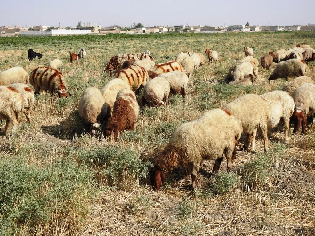 Li Reqayê sewalkarî roj bi roj paşde diçe