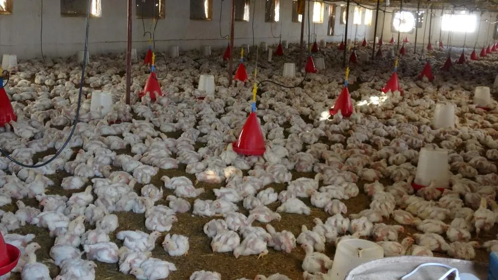 Xwediyên çewlikên mirîşkan pêwîstiya bajarokê Ceza peyda kir