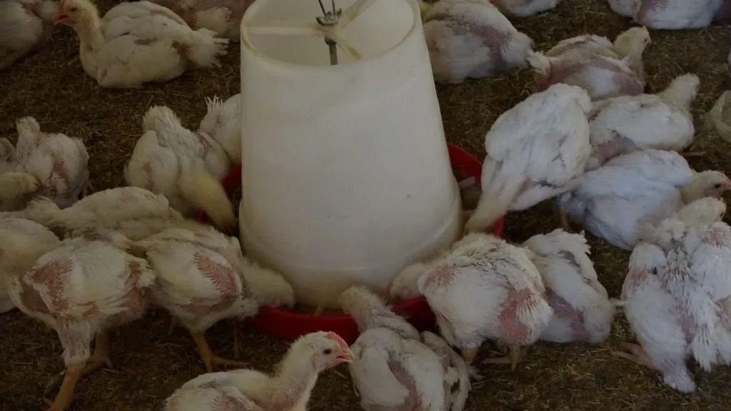 Xwediyên çewlikên mirîşkan pêwîstiya bajarokê Ceza peyda kir