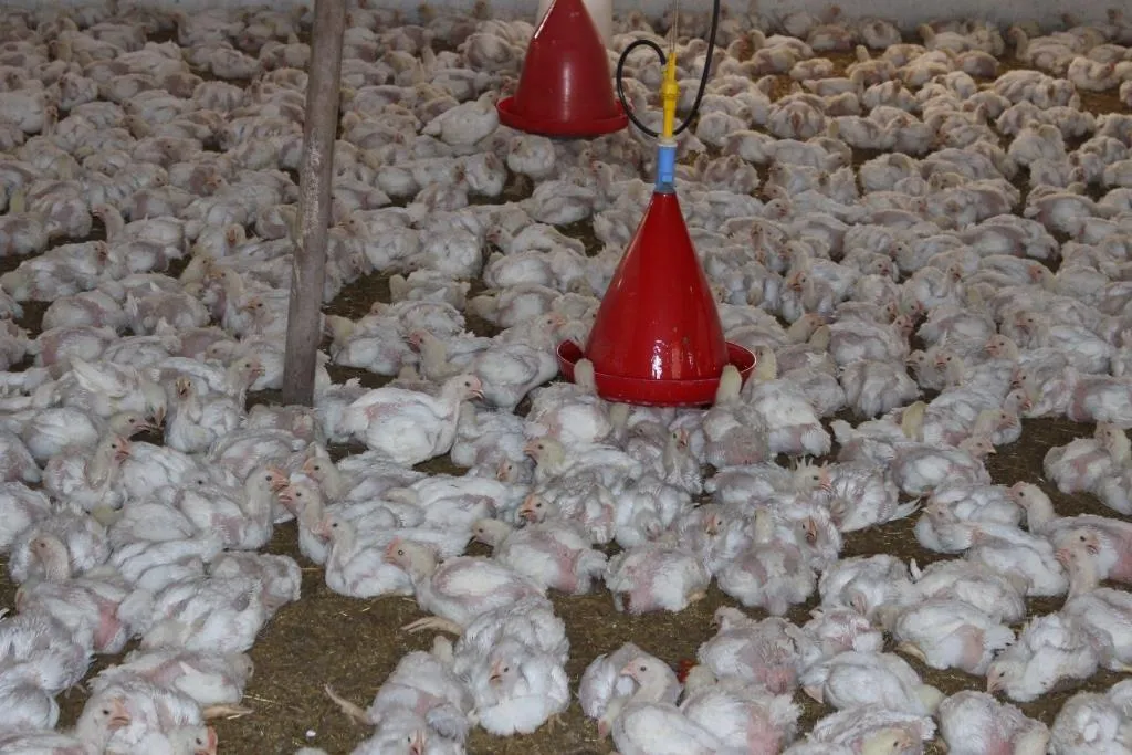 Xwediyên çewlikên mirîşkan pêwîstiya bajarokê Ceza peyda kir