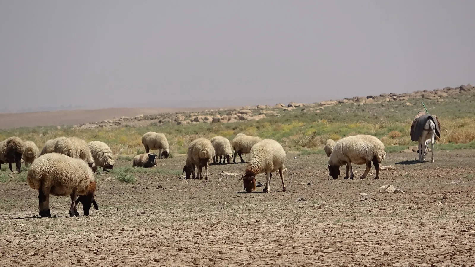 Kooperatîfên Girkê Legê; serkeftin û astengî