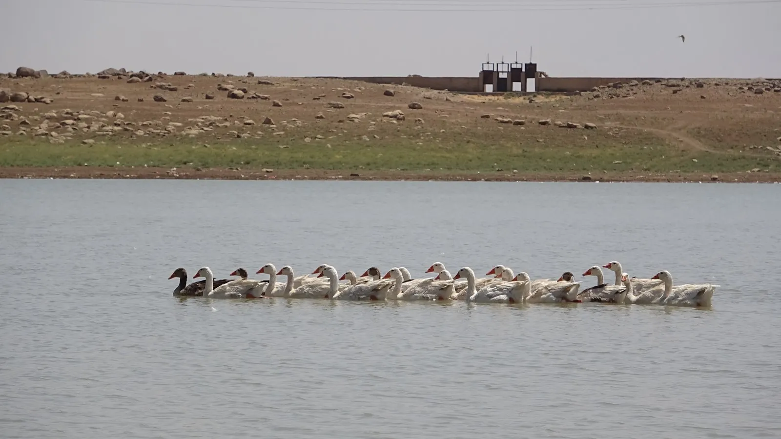 Kooperatîfên Girkê Legê; serkeftin û astengî