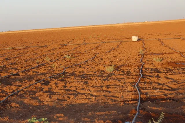 Tirbespiyê û amadekariyên çandina sebzeyên payîzê