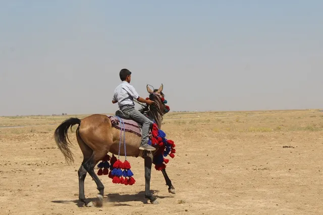 Xwedîkirina hespên esîl careke din zindî dibe