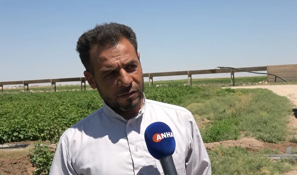 Nîşanên têkçûna hilberîna pembo diyar dibin