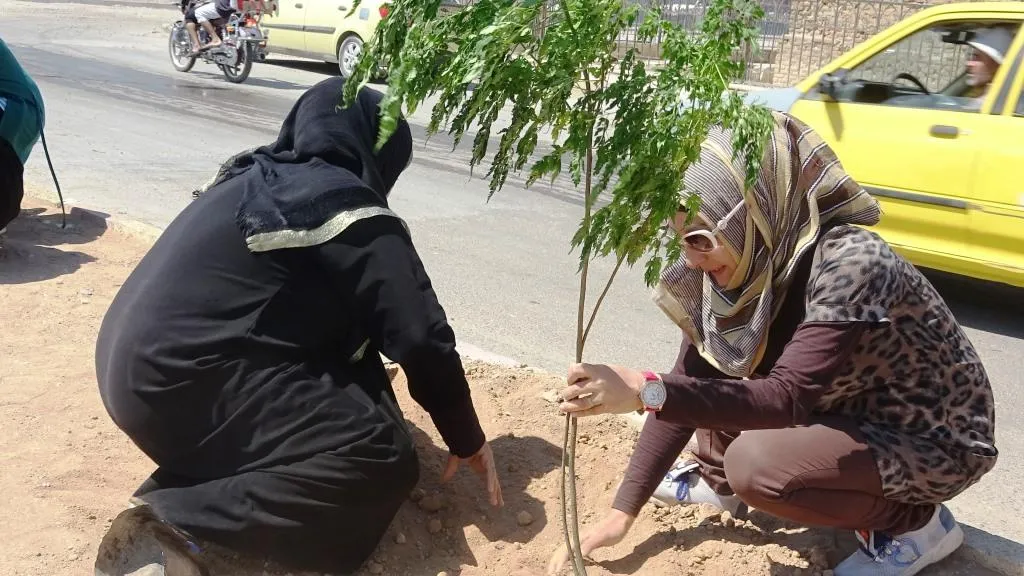 Li Reqayê di nava bajêr de 300 dar hatin çandin