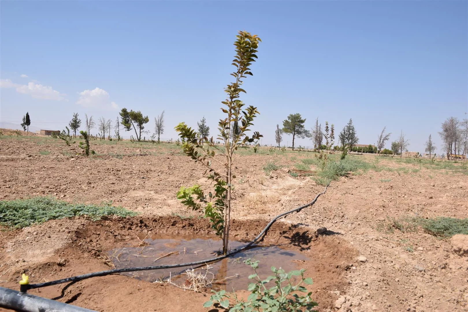 Ji bo çandina daran projeyeke taybet