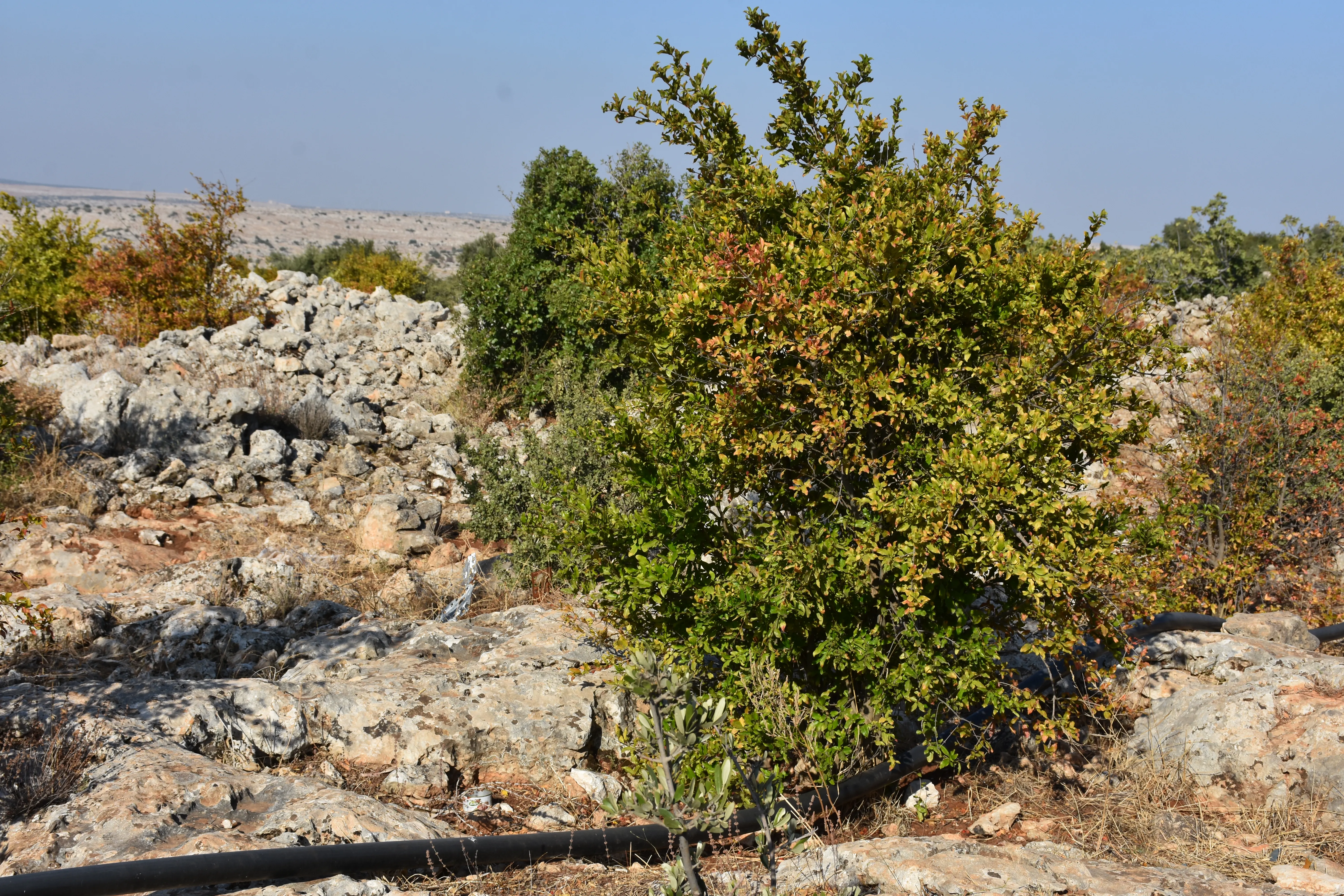 Dewleta Tirk nahêle efrînî biçin nava zeviyên xwe