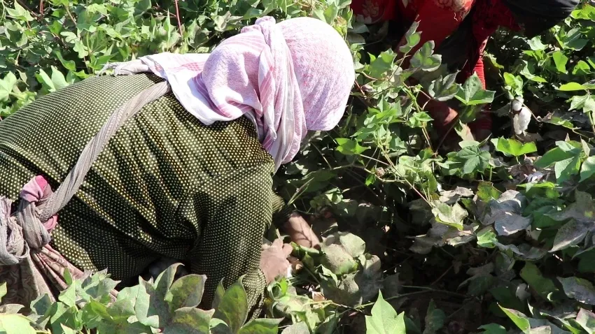 Cotkarên Tebqayê berhema pembo radestî Gerînendetiya Çandiniyê kir
