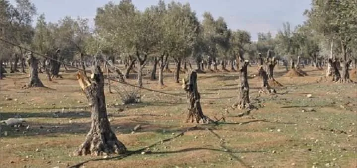 Di nava bêdengiya navdewletî de binpêkirin li Efrînê didomin