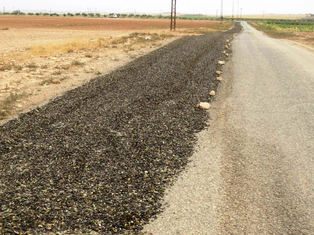 Cotkaran dest bi berhevkirina zebeş û kunciyan kir