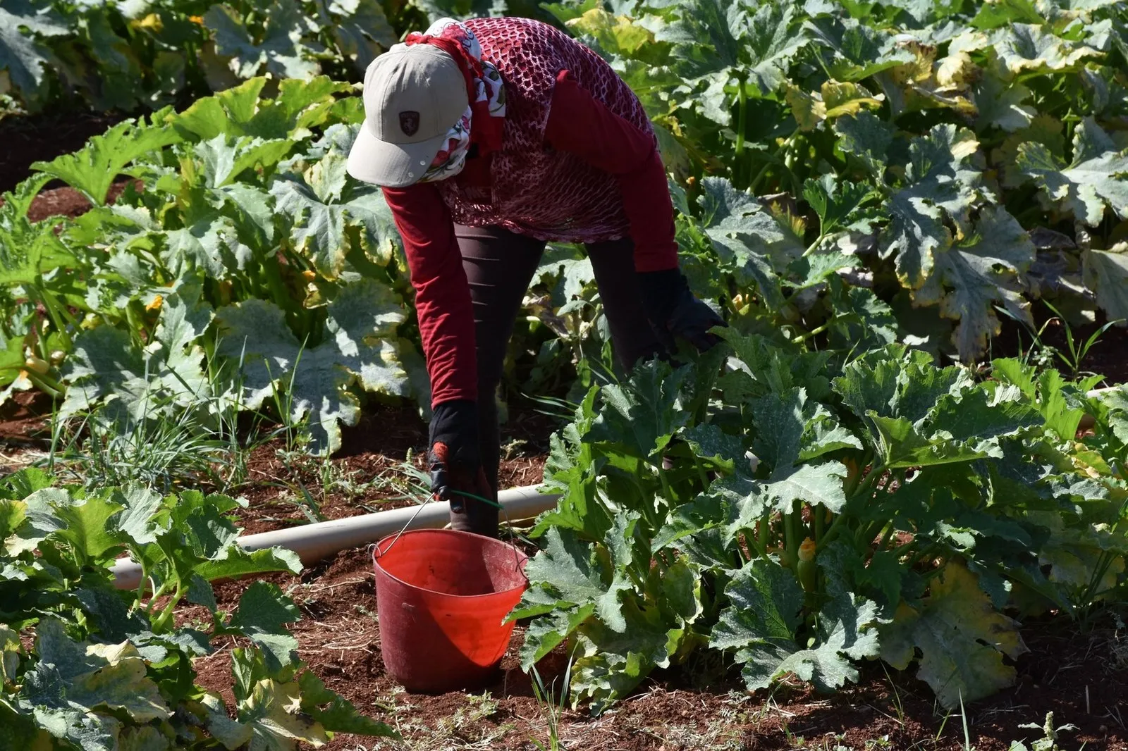 Pirsgirêkên cotkarên Şehbayê tên çareserkirin