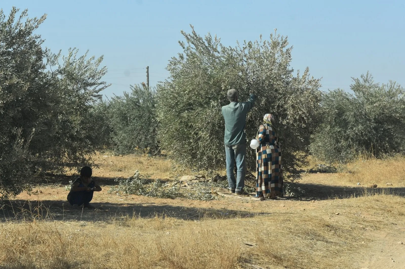 Pirsgirêkên cotkarên Şehbayê tên çareserkirin