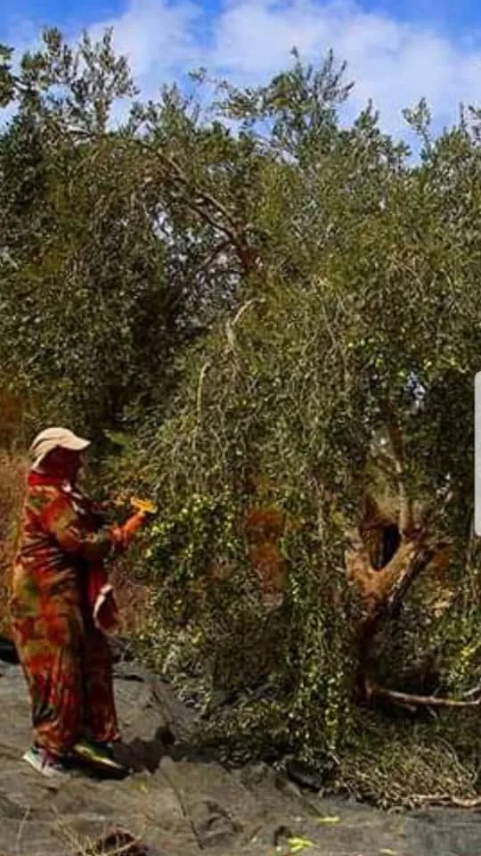 Li Efrînê hovîtiya dagirkeran didome