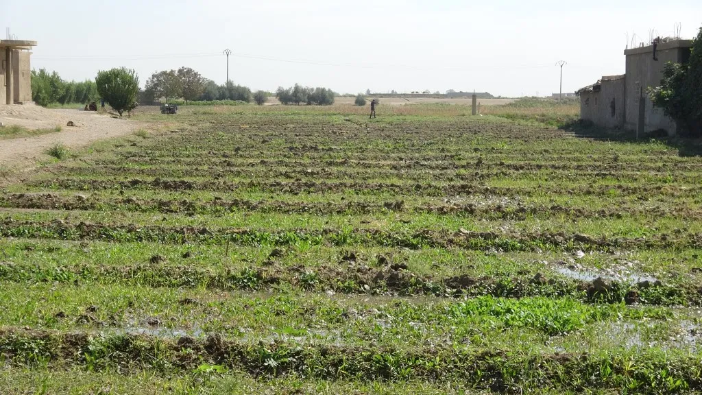 Ji bo desteka cotkarên Reqayê plansaziyeke çandiniyê