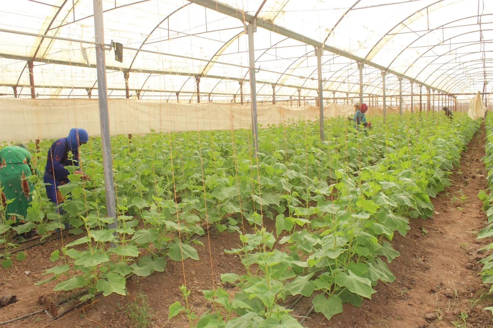 Projeyên baxçeyên sergirtî aborî herêmê geş dike