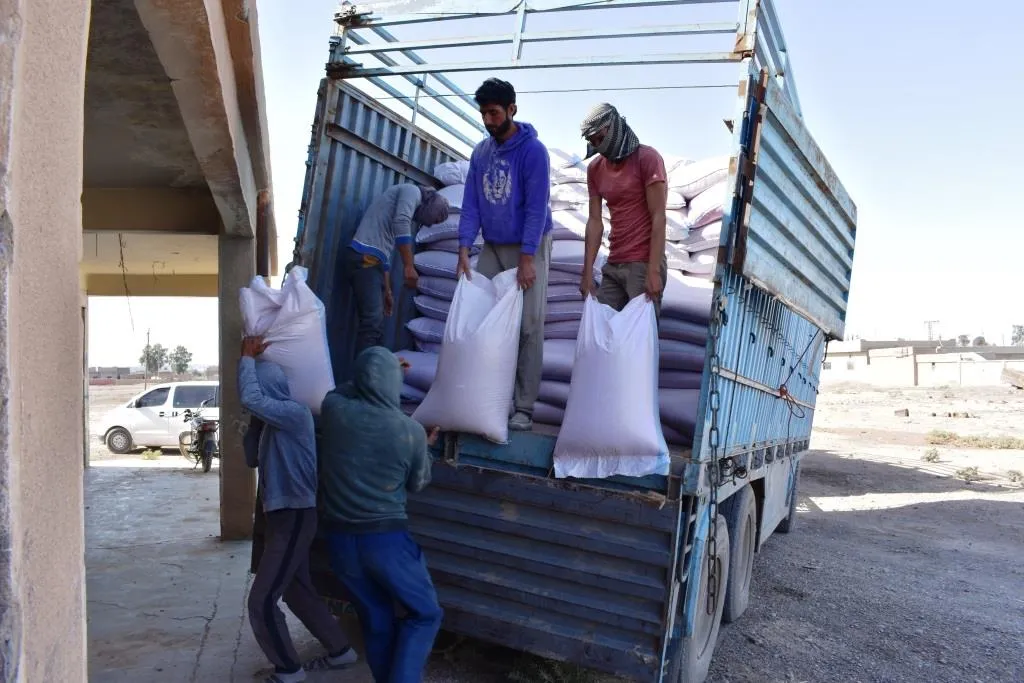 Komîteya Çandiniyê ya Dêrazorê 146 ton tov wergirt