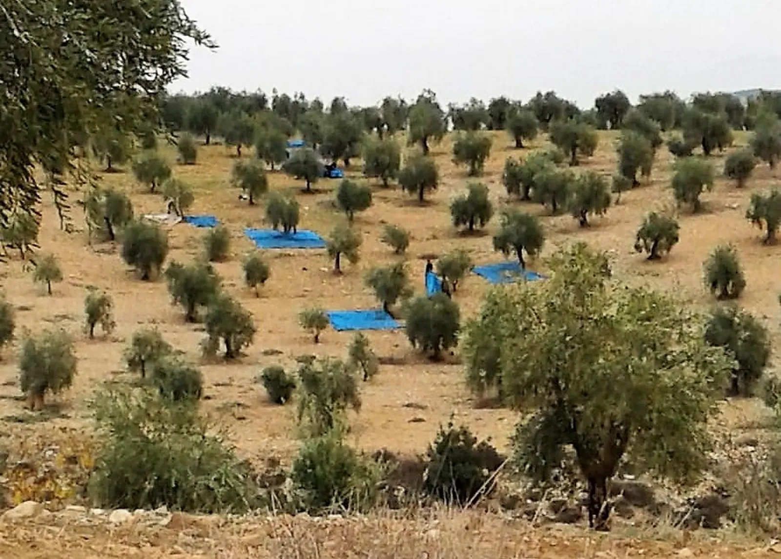 Artêşa Tirk a dagirker hewl dide revandina sivîlên Efrînê rewa bike