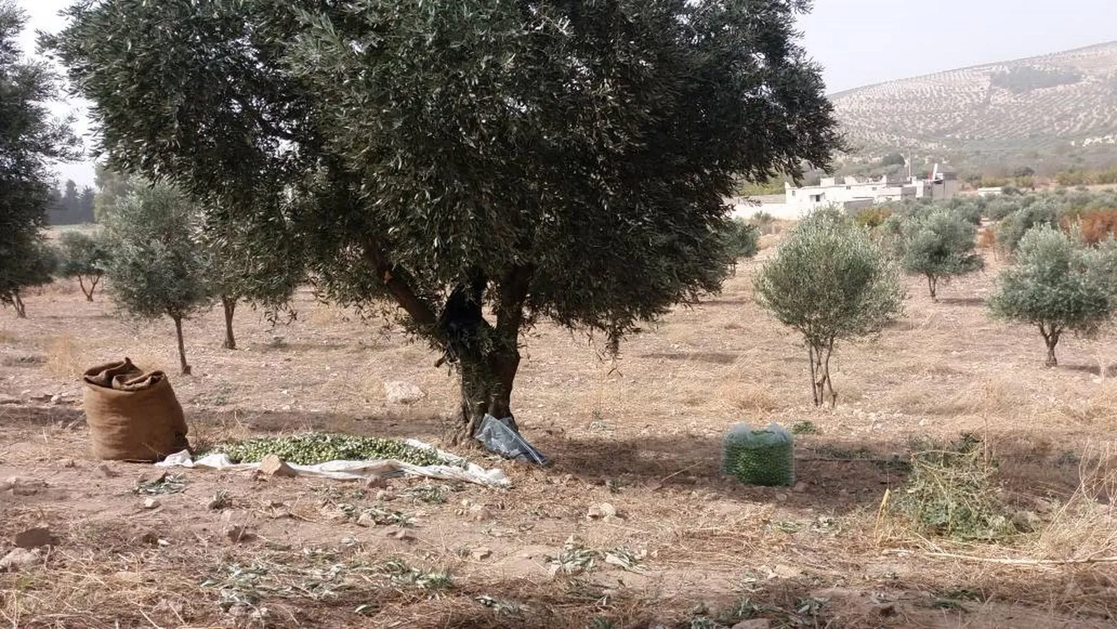 Artêşa Tirk a dagirker hewl dide revandina sivîlên Efrînê rewa bike