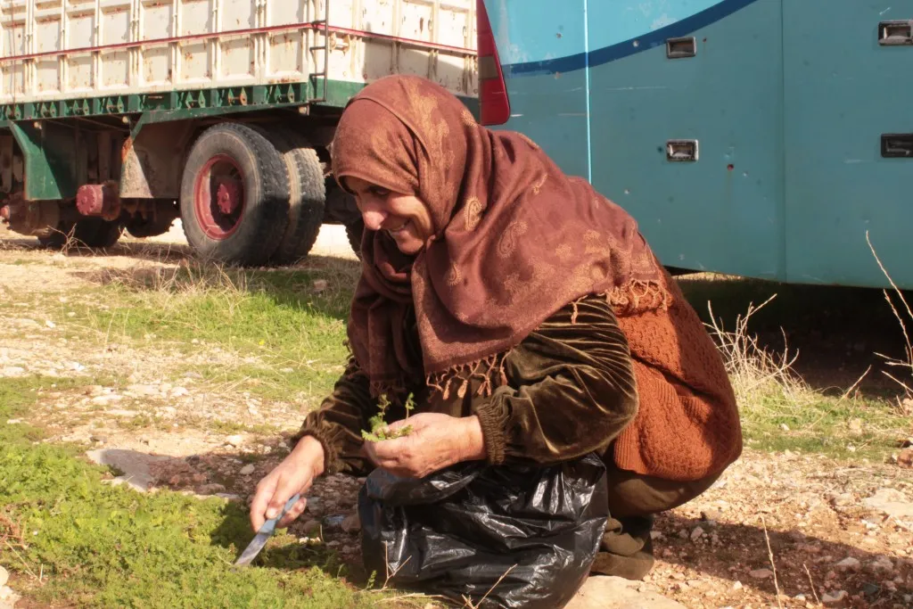 Ji bo tenduristiyê gihayên çolê