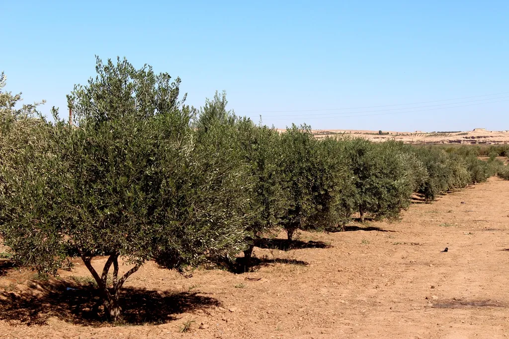 Ji bo piştgiriya aboriya jinan, berhevkirina hilberîna zêdetirî 200 daran