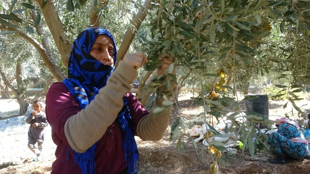 Jinên Reqayê bi çandiniyê aboriya xwe bi pêş dixin