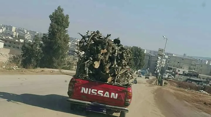 Çeteyên artêşa Tirk piştî mal û milkên şêniyan, niha jî xwezayê talan dikin