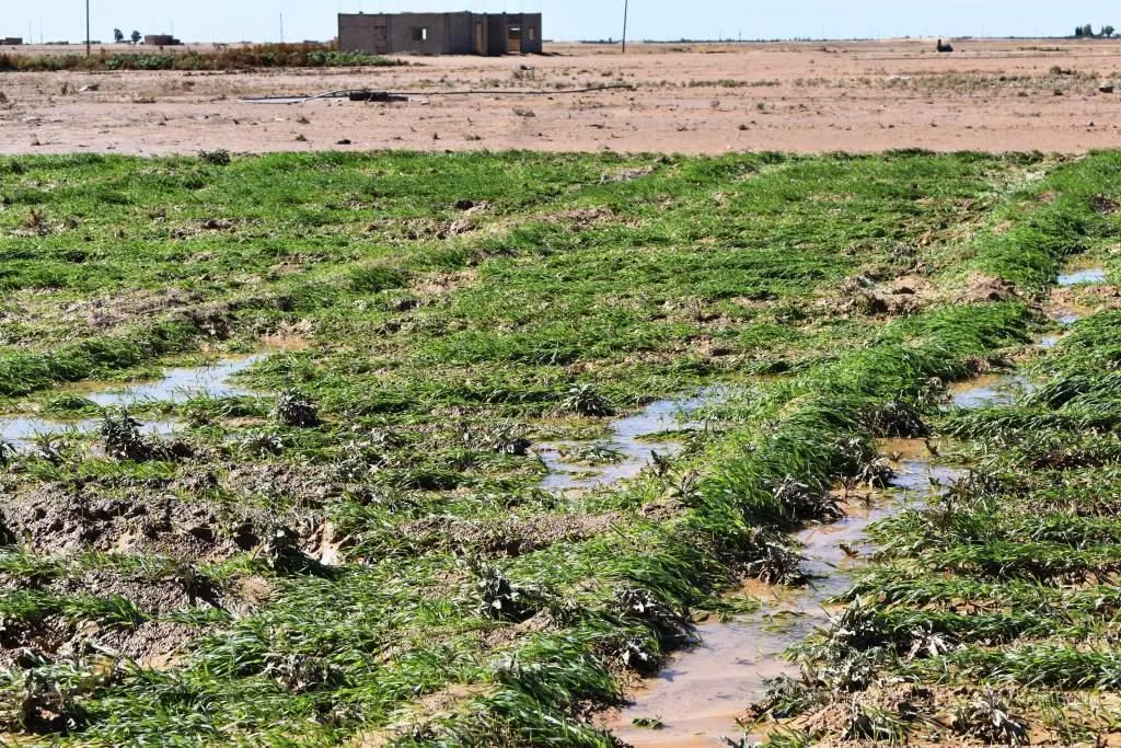 Komîteya Çandiniyê li Dêrazorê komîteyeke çavdêriyê ava kir