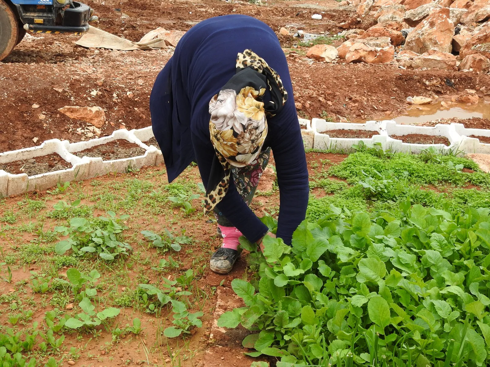 Di bostaneke biçûk de hevkariya şêniyên Efrînê
