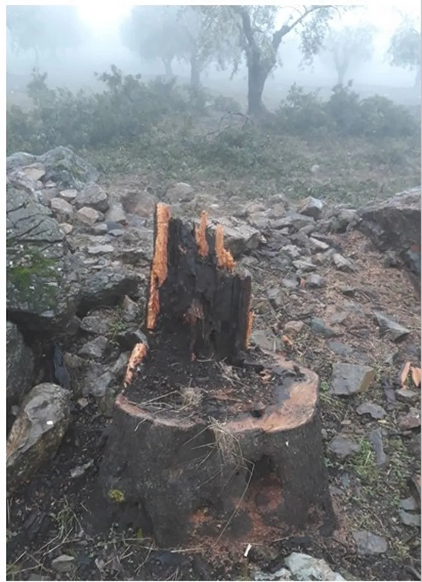 Di salvegerê de talan û wêrankirina Efrînê berdewam e
