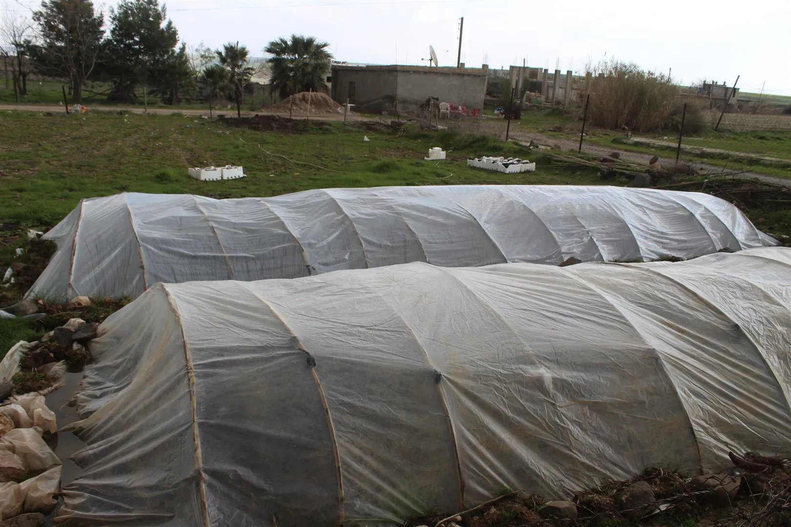 Artêşa Tirk nahêle cotkarên Eyn Dîwerê zeviyên xwe biçînin