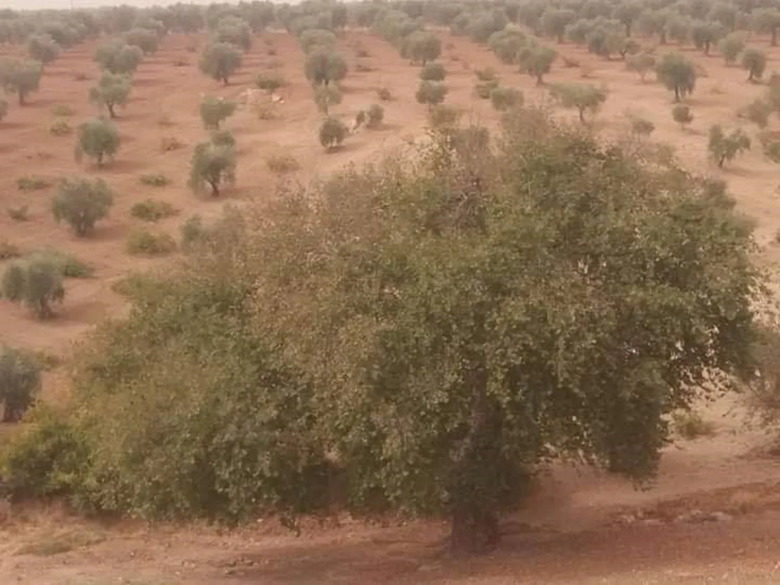 Li Efrînê sûc û binpêkirinên dagirkeriya Tirk didomin