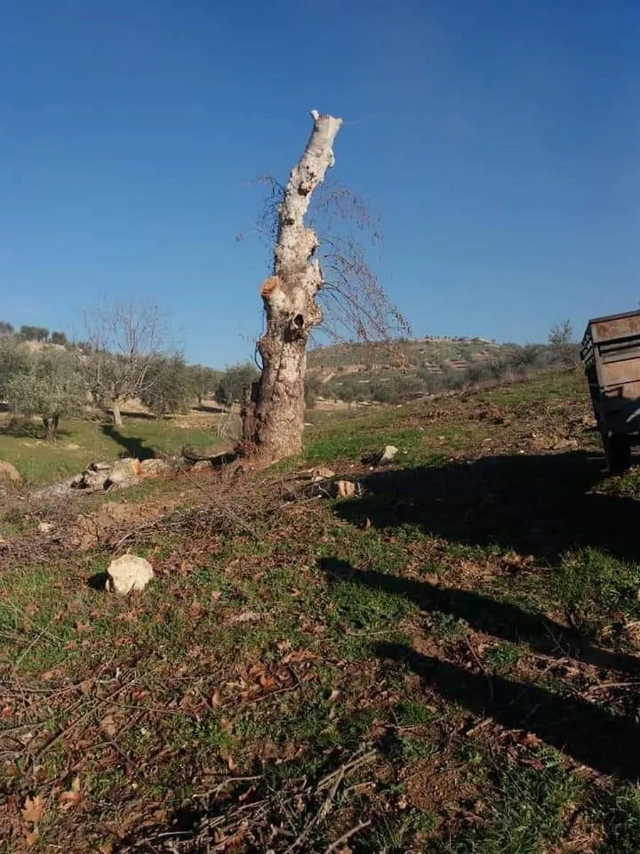 Li Efrînê sûc û binpêkirinên dagirkeriya Tirk didomin