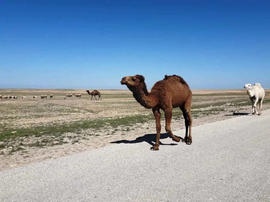 Deşta Dêrazorê bi rengê biharê xemilî