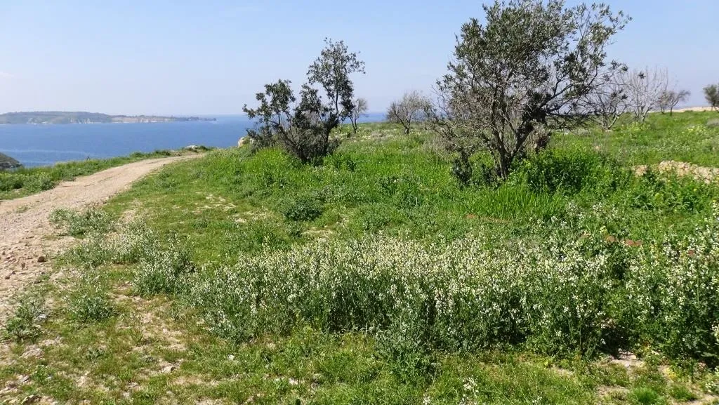 Li Tebqayê piştî 7 salan bihareke rengîn