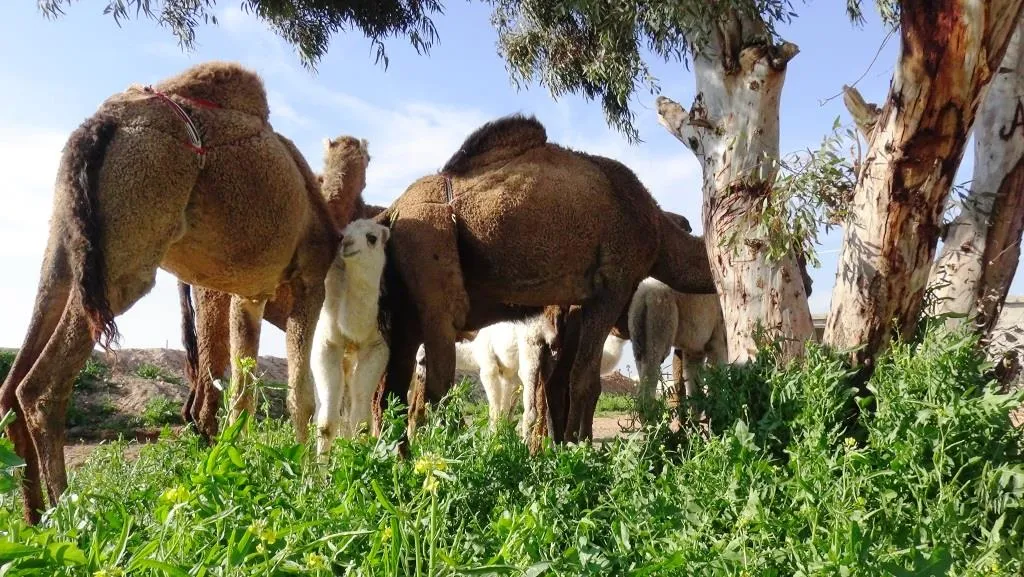 Li Tebqayê piştî 7 salan bihareke rengîn