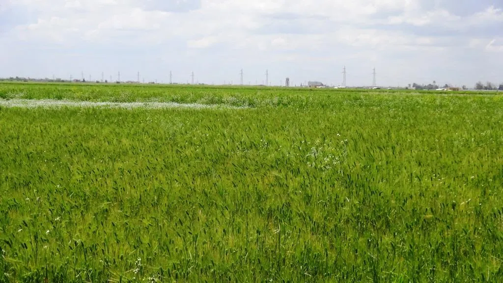 Li Tebqayê hişyariya ji bo hilberîna mewsimê