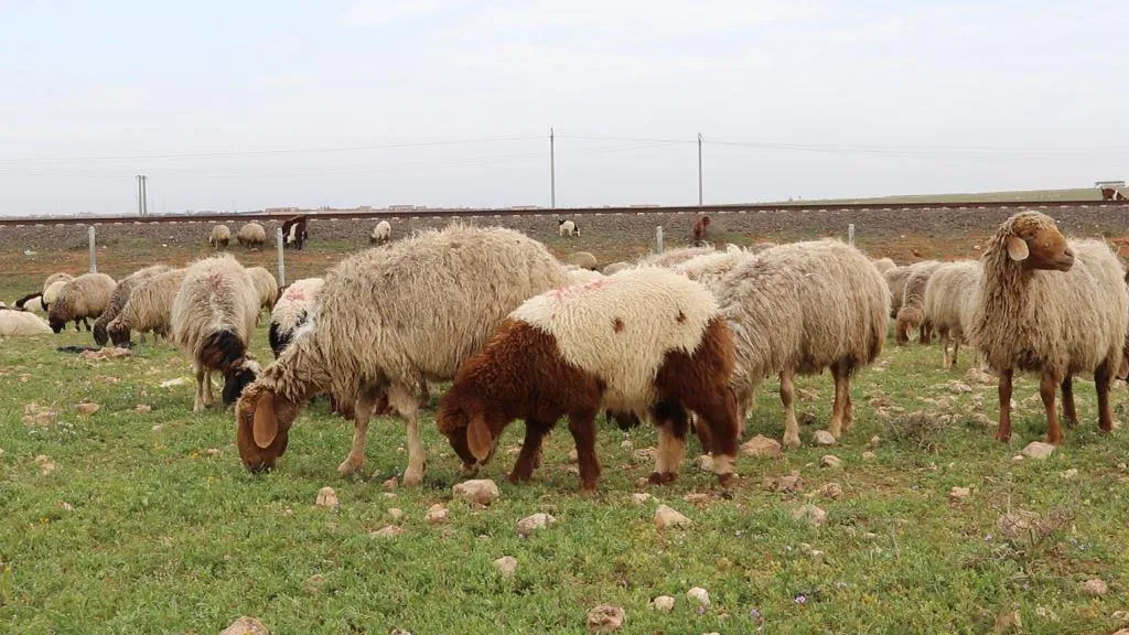 Baranên îsal sûd da xwediyên sewalan