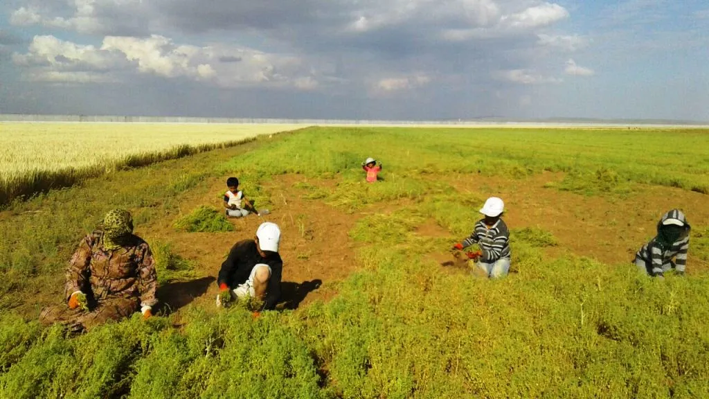 Bi wêne... rojek beriya 1’ê Gulanê rewşa karkerên Kobanê