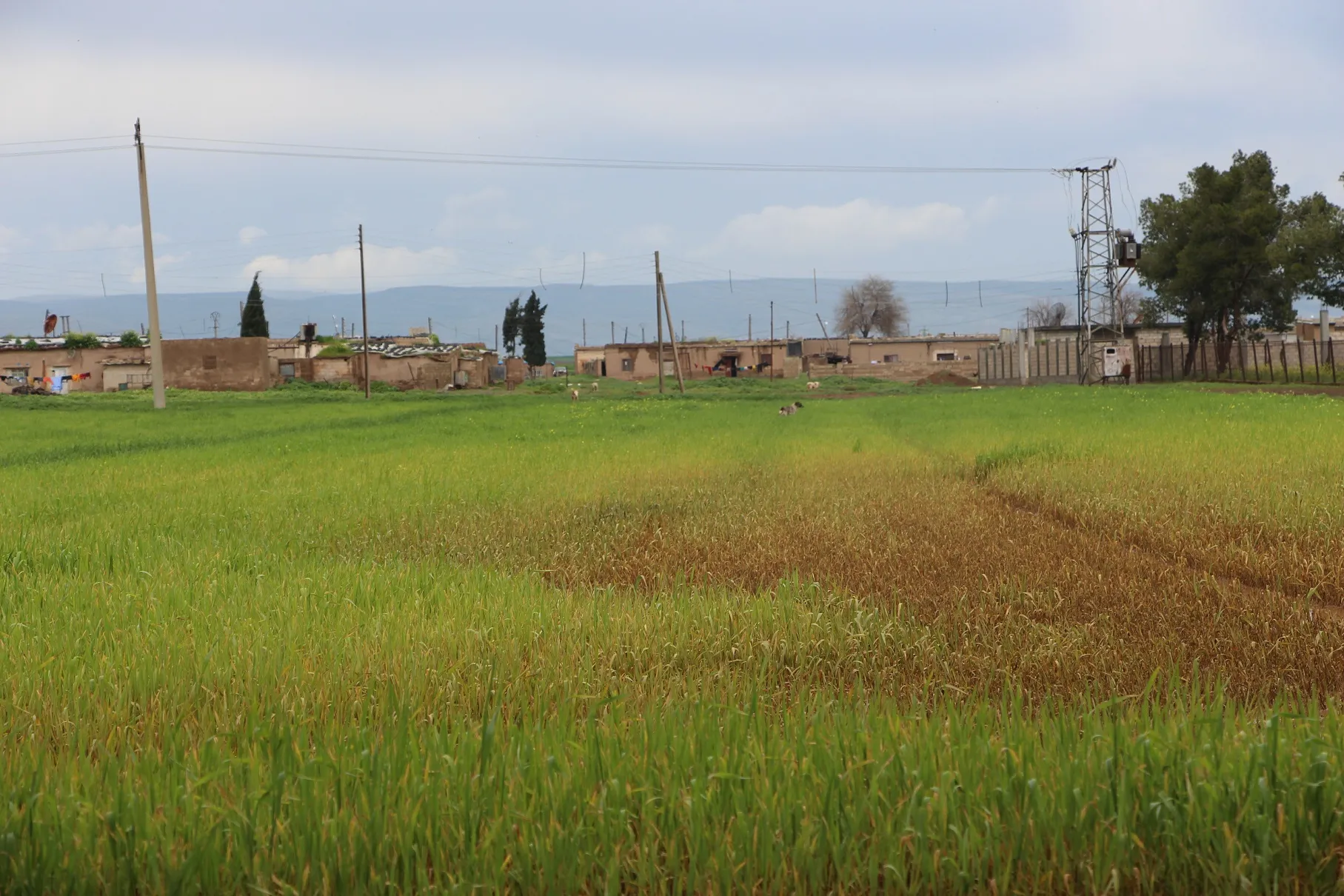 Ji ber barana zêde nexweşî li berhemên çandiniyê ketin