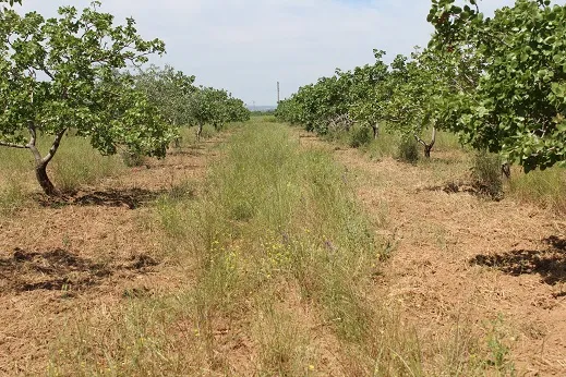 Li Kobanê kurmê capnodis li darên fistiqan daye