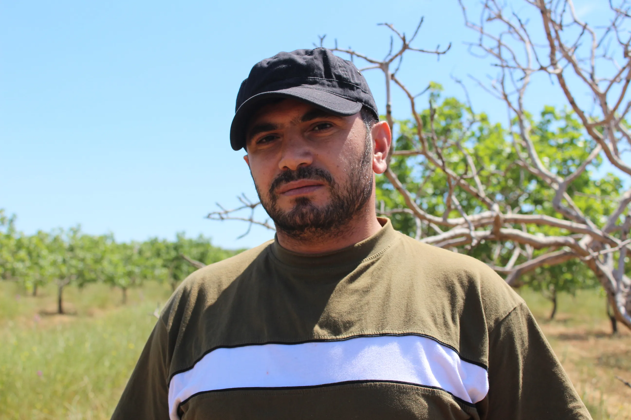 Li Kobanê kurmê capnodis li darên fistiqan daye