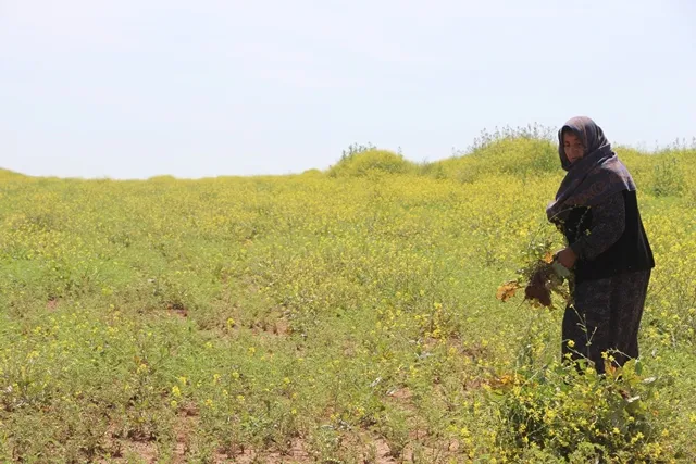 Rola jinên Tirbespiyê di projeyên çandiniyê de