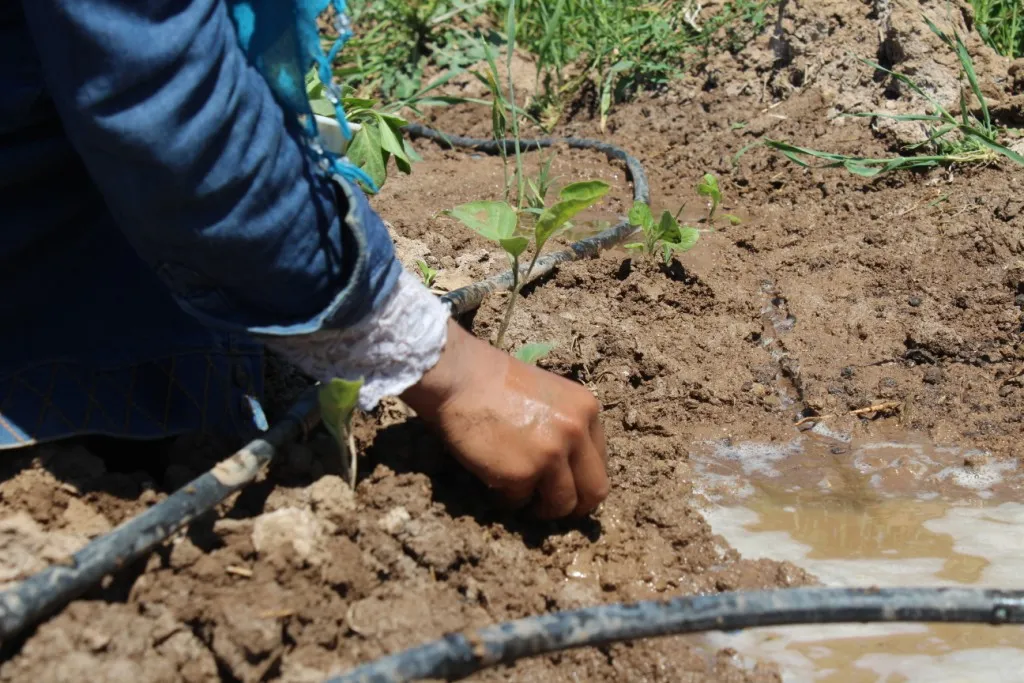 Li Kobanê çandina sebzeyan dest pê kir